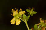 Roundpod St. Johnswort